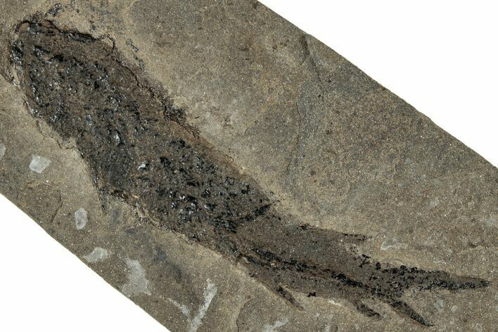Devonian Lobed-Fin Fish (Osteolepis) Fossil - Scotland #319624